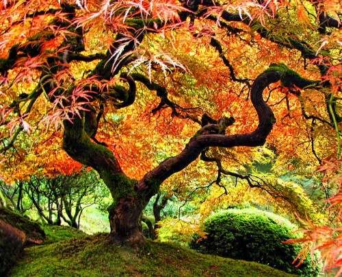 Japanese Maple.jpg (181 KB)